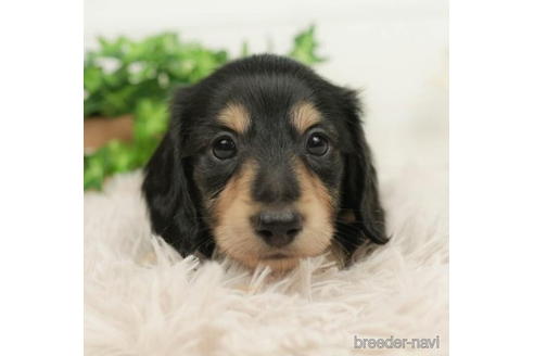 成約済の千葉県のミニチュアダックスフンド(ロングヘアード)-210418の2枚目